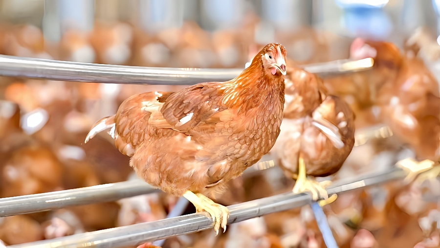 Eggs take on a bigger role in Thailand’s food security